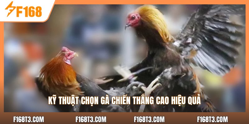 Kỹ thuật chọn gà chiến thắng cao hiệu quả