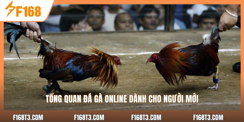 Tổng quan đá gà online dành cho người mới