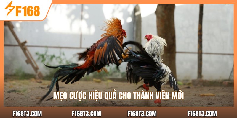 Mẹo cược hiệu quả cho thành viên mới